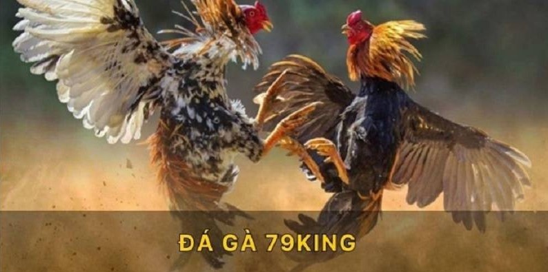 Sơ lược đôi nét về sảnh cược đá gà 79KING